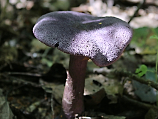 Pavučinovec fialový