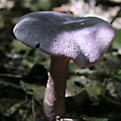 Pavučinovec fialový