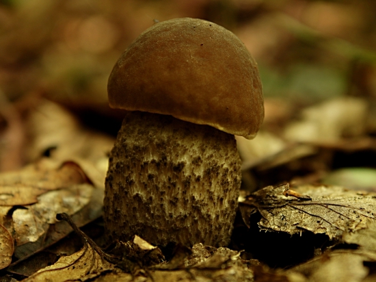 Drobček (ktorý tiež poteší...)