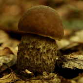 Drobček (ktorý tiež poteší...)