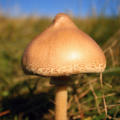 Bedľa