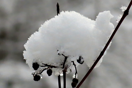 Slúži aj v zime- vtačí zob