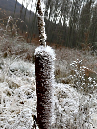 Pálka v zimnom pološate