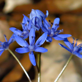 Scilla