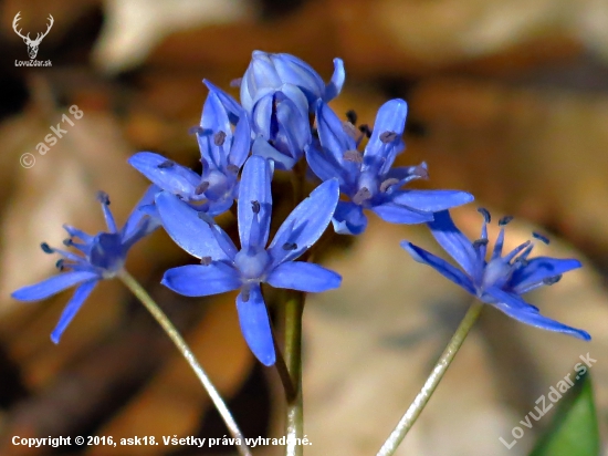 Scilla