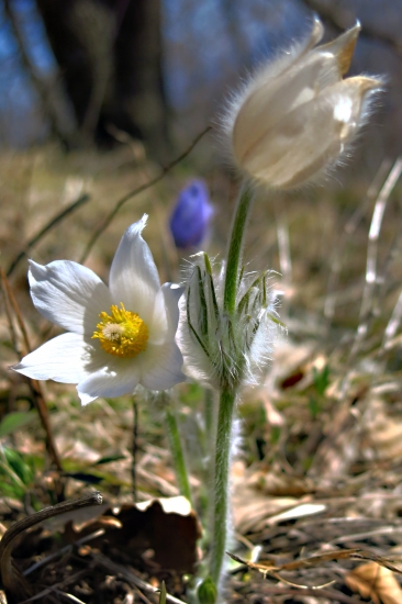 Trio...(Poniklec veľkokvetý)