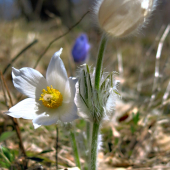 Trio...(Poniklec veľkokvetý)