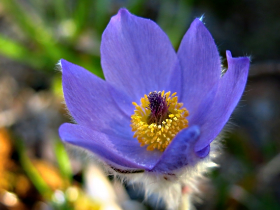 Poniklec veľkovetý