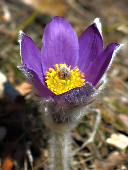 Poniklec veľkovetý