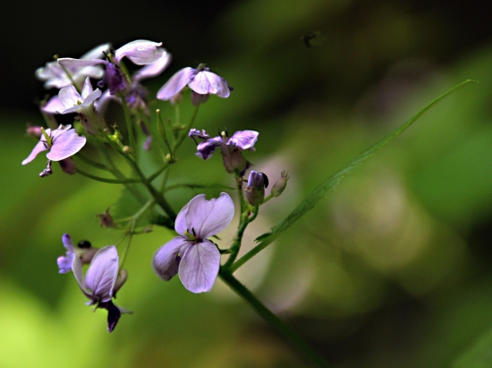 Zubačka cibuľkonosá