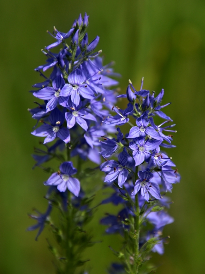 Veronika rozprestretá (Veronica prostrata)