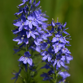 Veronika rozprestretá (Veronica prostrata)