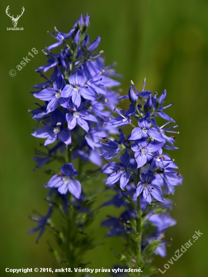 Veronika rozprestretá (Veronica prostrata)