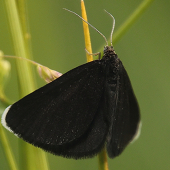 Piadivka krkošková (Odezia atrata)