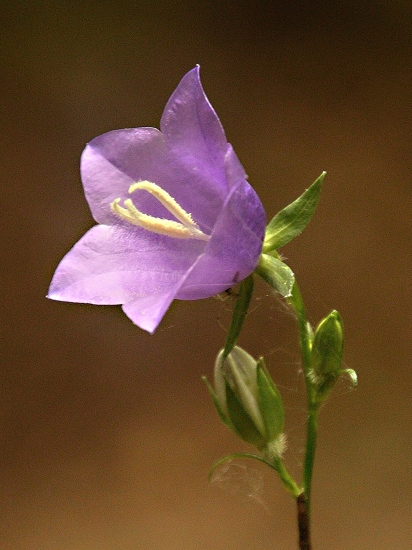 Zvonček broskyňolistý