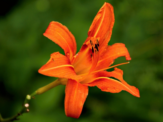 Ľalia cibuľkonosná