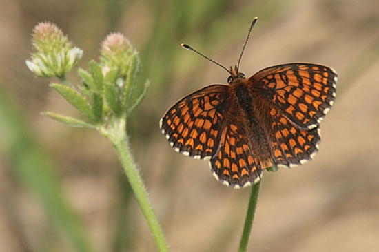 Hnedáčik skoroceľový