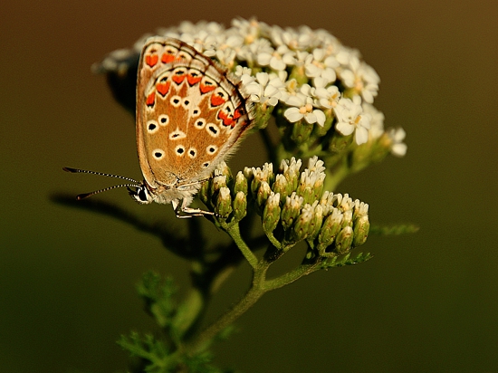 Modráčik obyčajný
