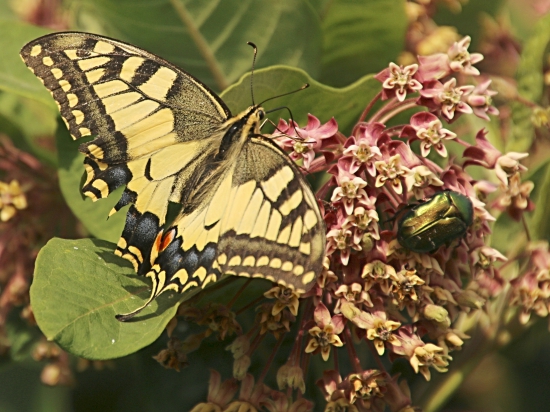 Vidlochvost feniklový