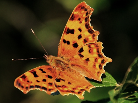 BAbôčka zubatokrídla