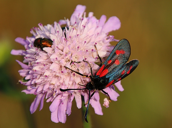 Vretienka vičincová