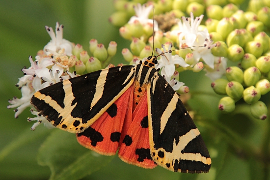 Spriadač kostihojový