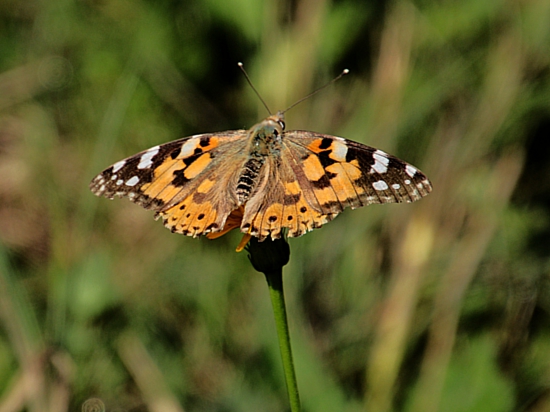 Babôčka bodliaková