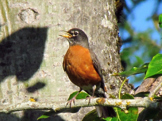 Turdus migratorius (American Robin)