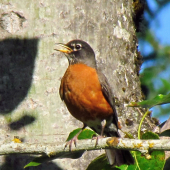 Turdus migratorius (American Robin)