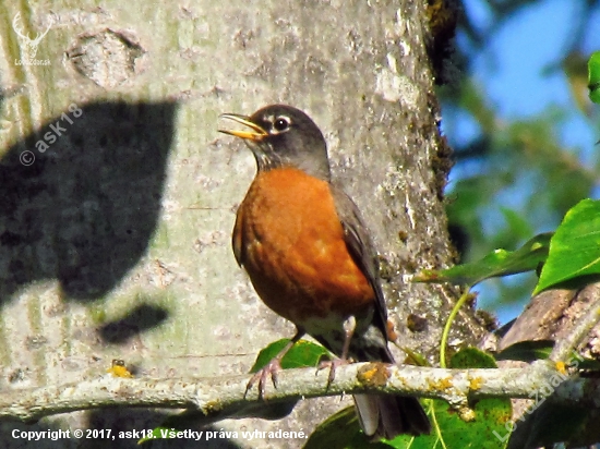 Turdus migratorius (American Robin)