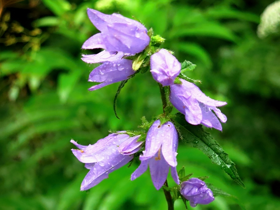 Zvonček pŕhľavolistý