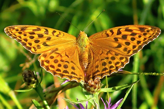 Perlovec sirôtkový