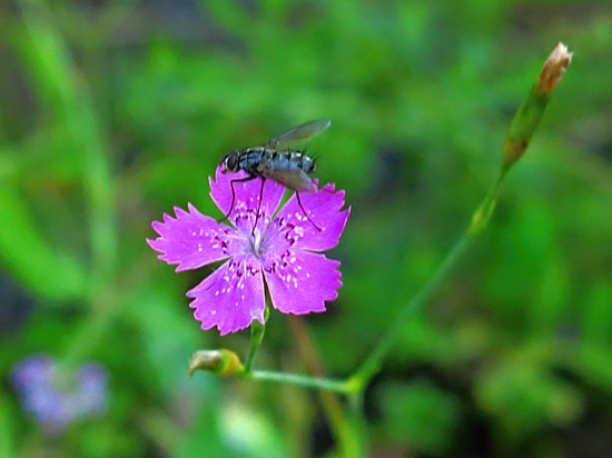 Klinček slzičkový