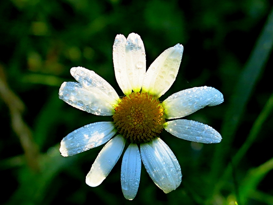 Za rána, za rosy...