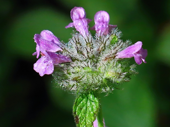 Hluchavka purpurová