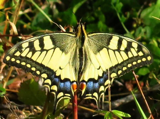 Vidlochvost feniklový