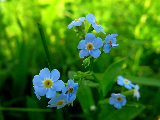 Nezábudka málokvetá