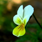Fialka roľná