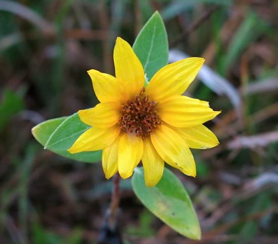 Zatúlaná slnečnica