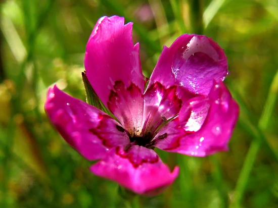 Klinček slzičkový