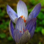 Poslovia jesene