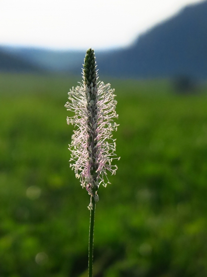 Skorocel kopijovitý
