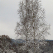 Betula & Pendula