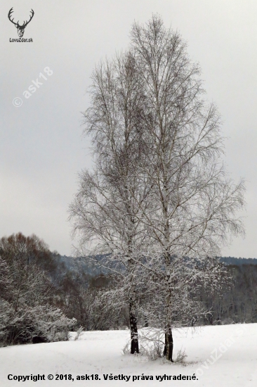 Betula & Pendula