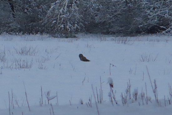 Na love - Strix Uralensis