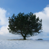 Solitér 2