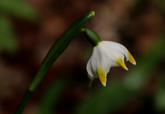 Posledná spomedzi prvých