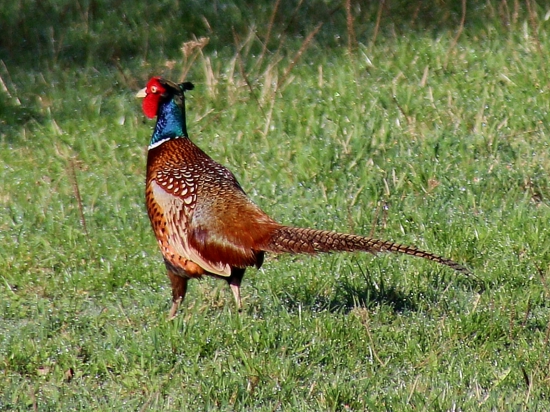Za rána, za rosy...