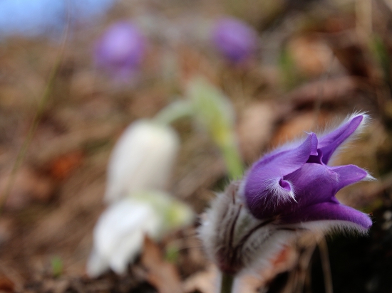 Poniklece veľkokveté