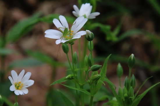 Hviezdica veľkokvetá aj s návštevníkom...